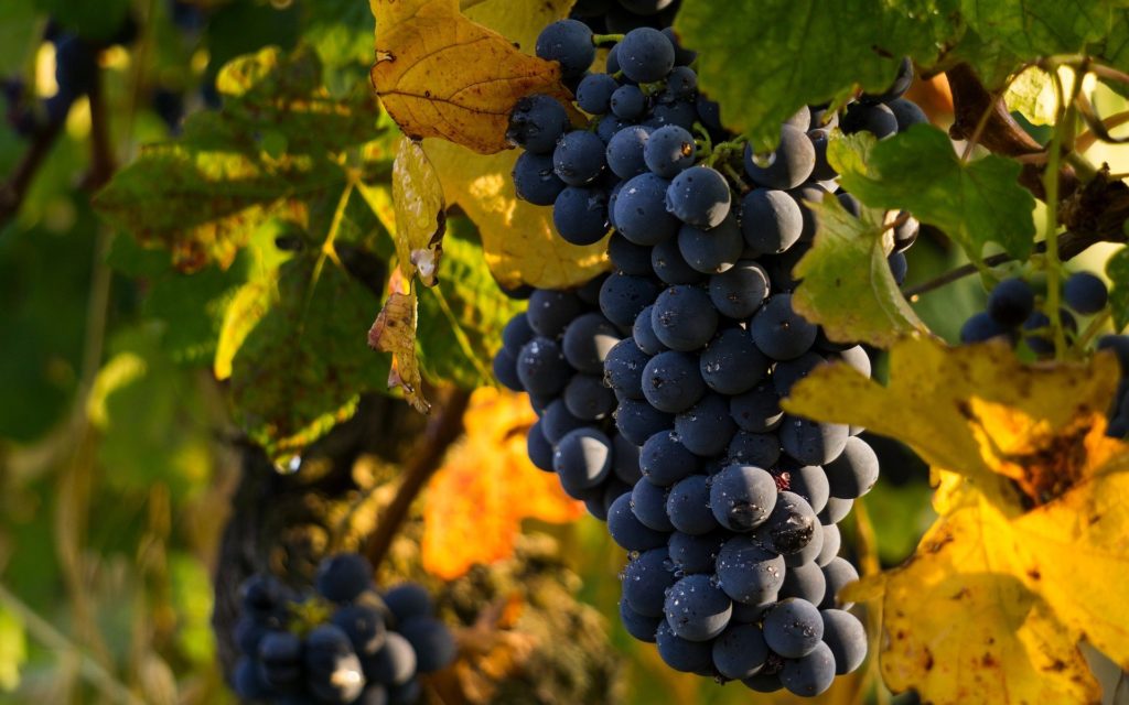 raisins grapes 4290308 1920 2